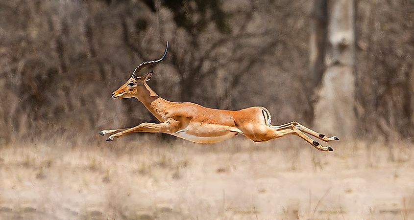 An impala (Aepyceros melampus)