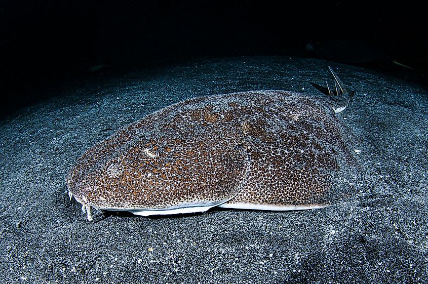 An angel shark (Squatina squatina) 