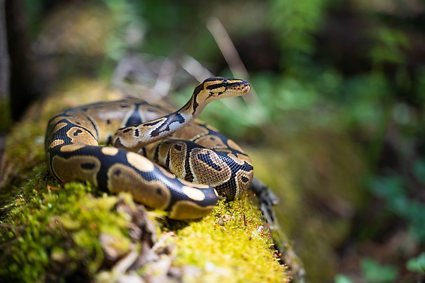 A ball python on a tree