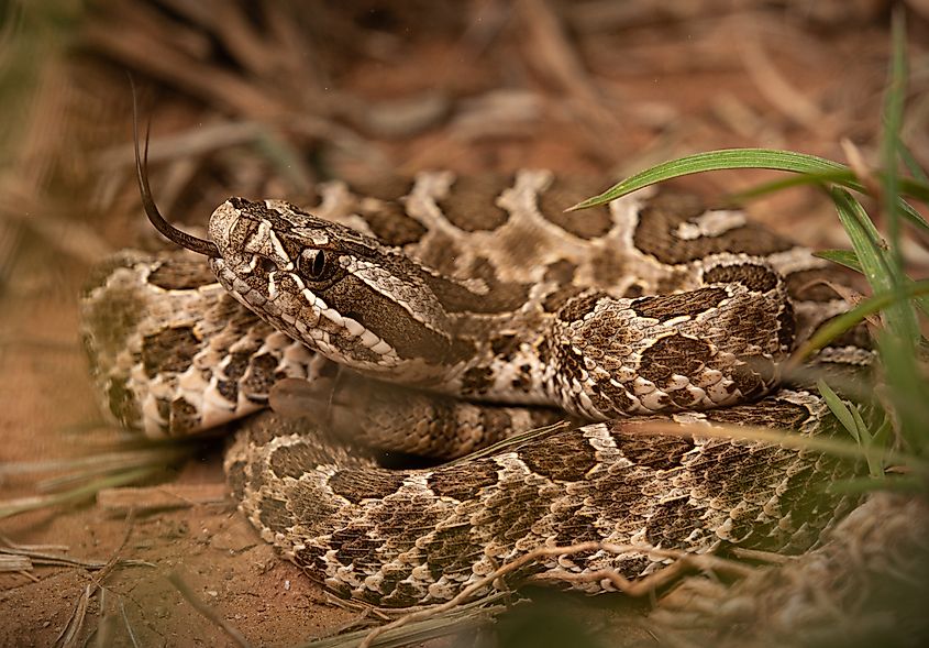 A Western Massasauga in the grass