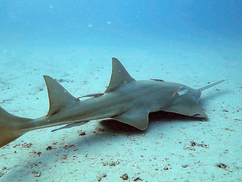 A sawfish