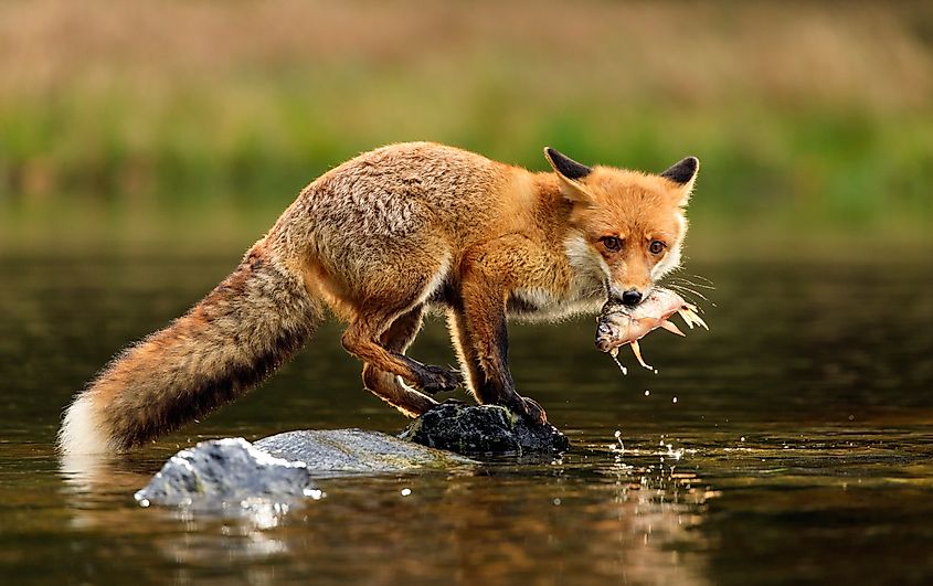 A red fox