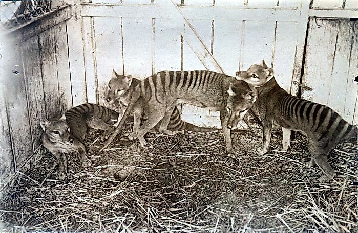 A thylacine family at a zoo in 1910.