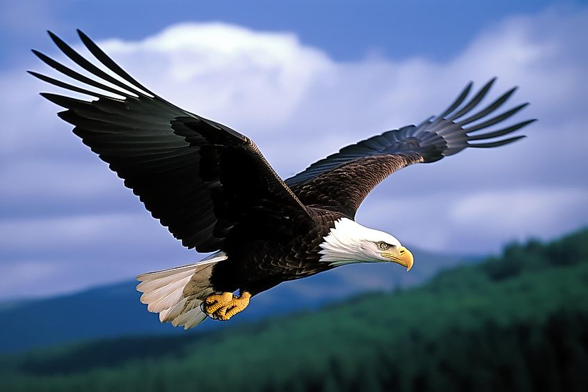 A bald eagle soaring against the sky.