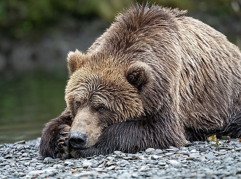 A Kodiak bear resting