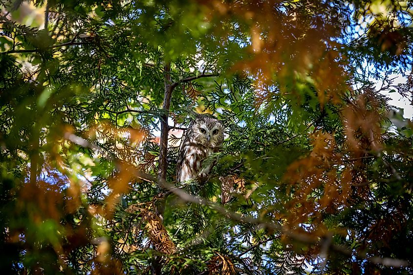 Saw Whet owl hiding in cedars, Quebec, Canada.
