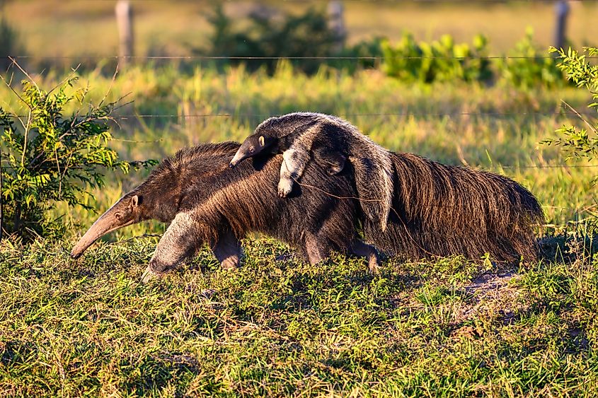 A giant anteater pup on its mother's back