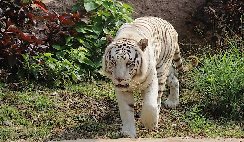 A white Bengal tiger Hyderabad, Telangana, India.