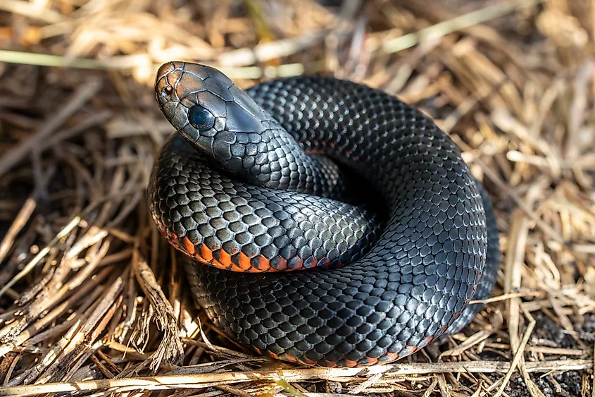 A juvenile red-bellied snake (Pseudechis porphyriacus)