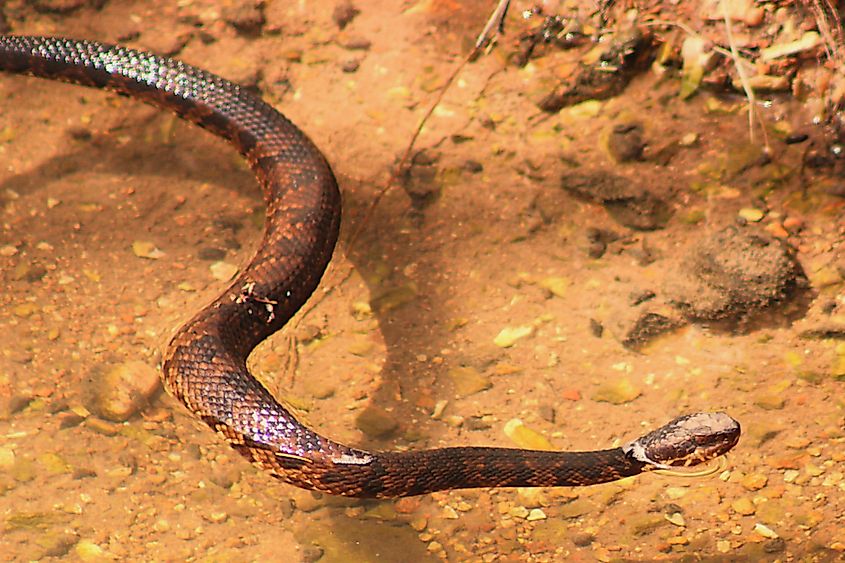 A cottonmouth (Agkistrodon piscivorus)