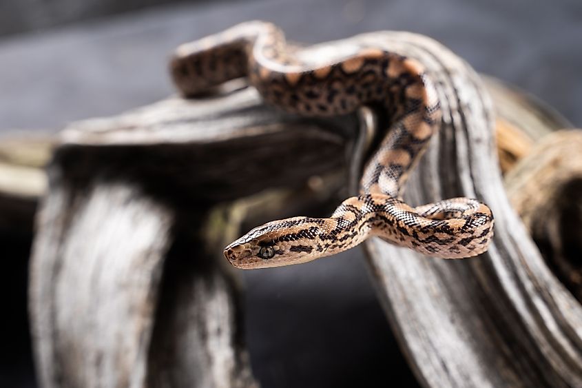 A bull snake (Pituophis catenifer sayi)