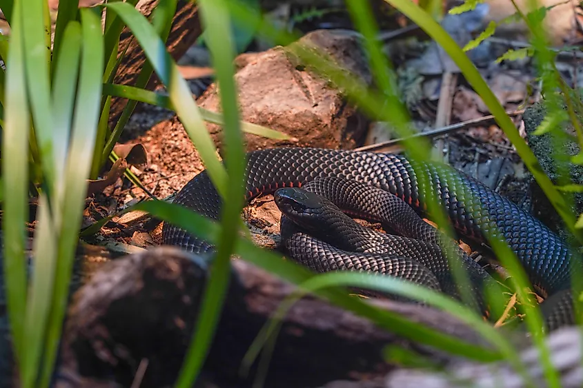 A red-bellied snake (Pseudechis porphyriacus)