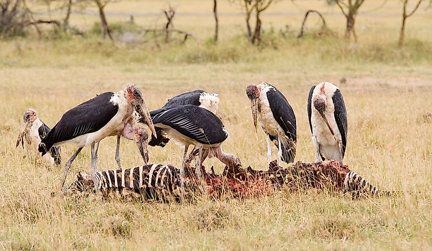A group of marabou storks feeding on a carcass