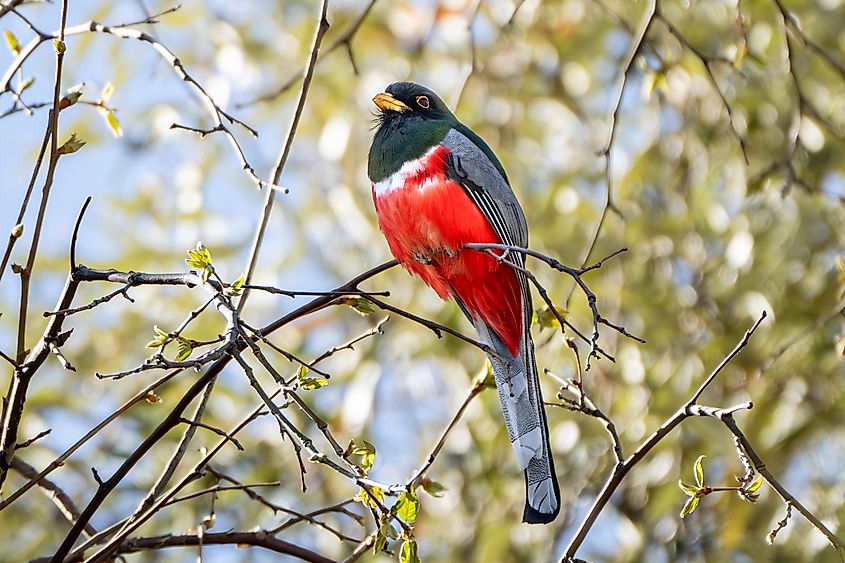 An elegant trogon (Trogon elegans)