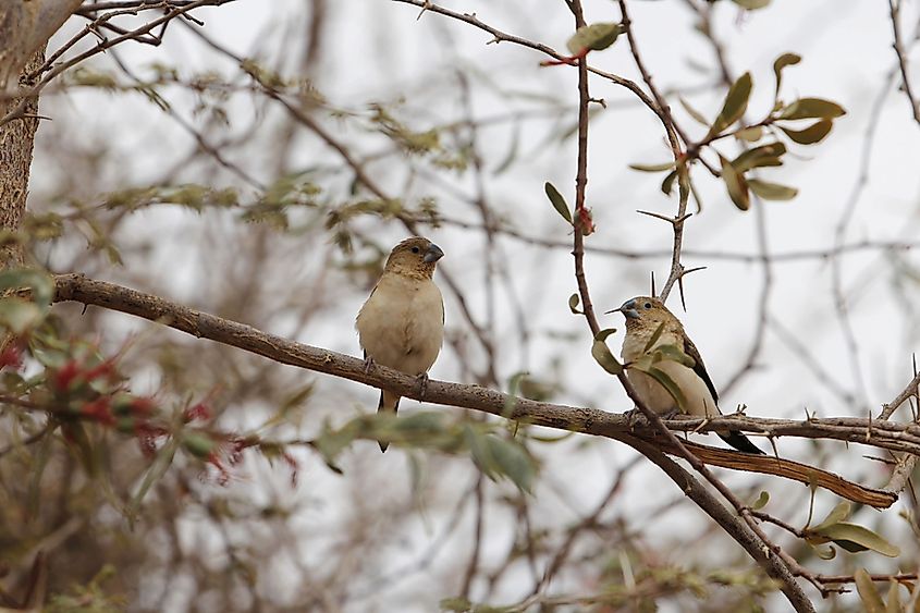 An African silverbill perched on a branch.