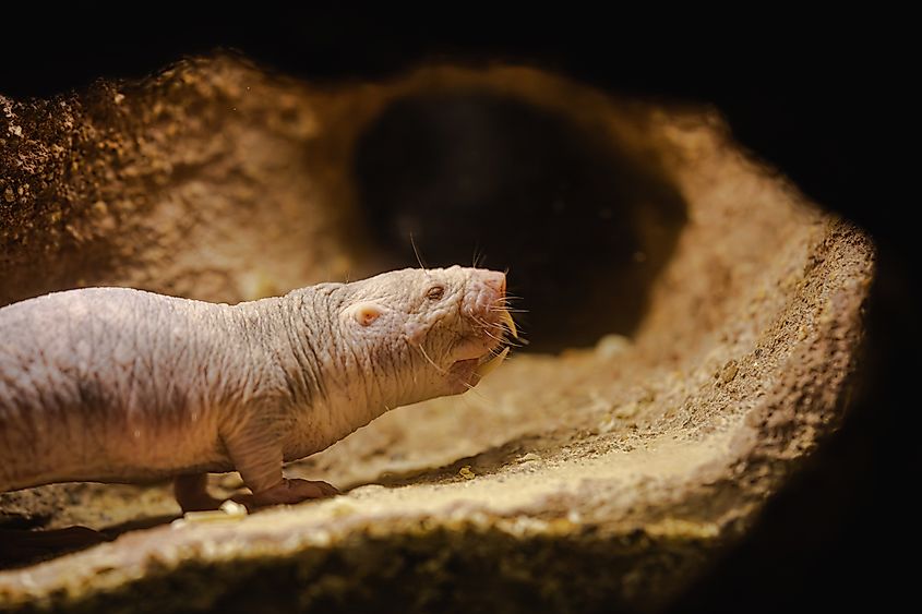 A naked mole-rat (Heterocephalus glaber)