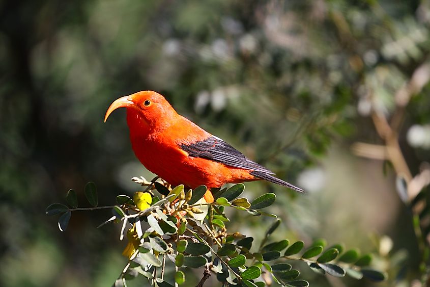 An ʻiʻiwi (Drepanis coccinea)