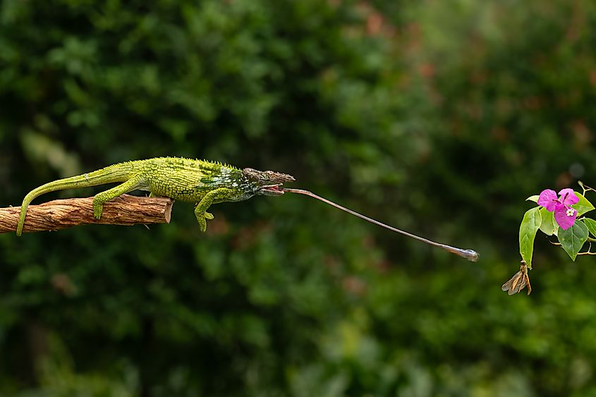 A green chameleon with a long tongue extended to catch a small insect.