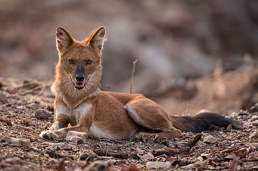 A dhole (Cuon alpinus)