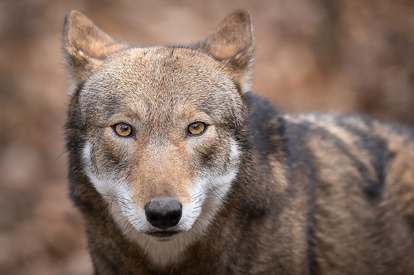 Close-up of an adult red wolf