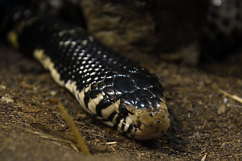 A forest cobra