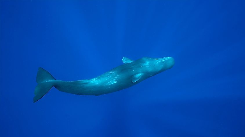 The sperm whale is one of the deepest divers in the world.