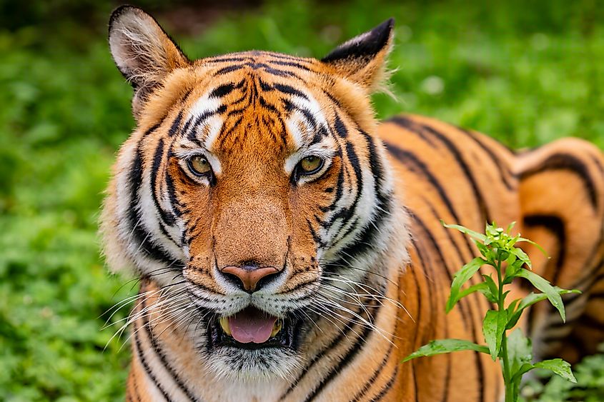 A South China tiger (Panthera tigris amoyensis)