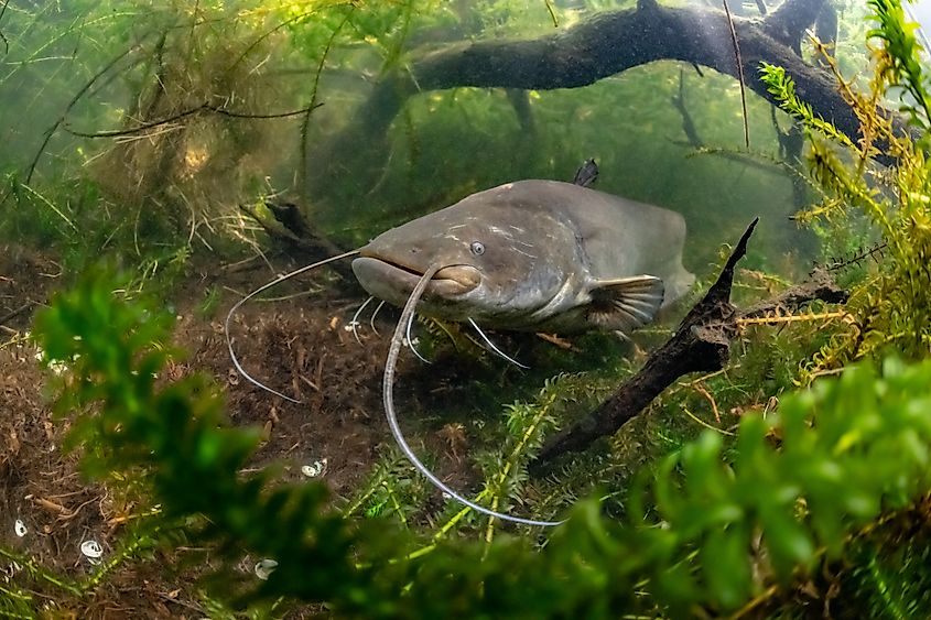 A wels catfish (Silurus glanis)