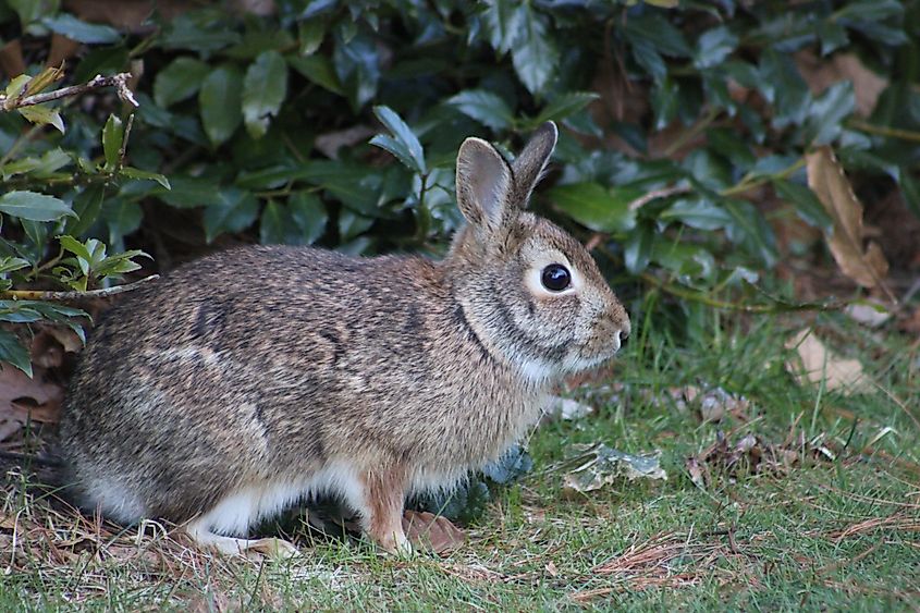 A New England cottontail (Sylvilagus transitionalis)