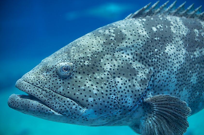 A goliath grouper (Epinephelus itajara)