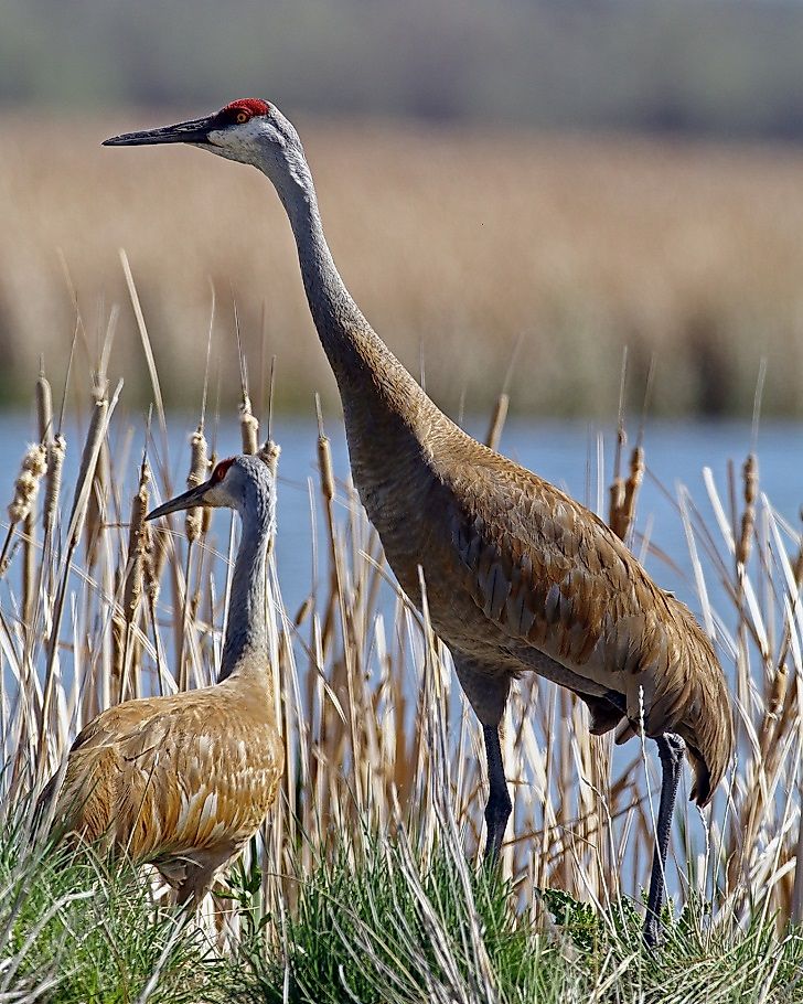 A sandhill crane standing in a wetland.
