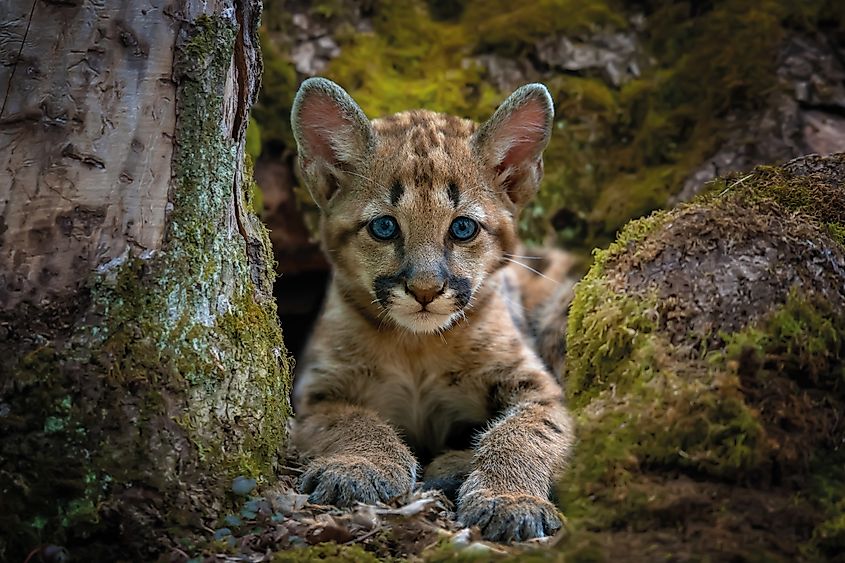 A mountain lion kitten