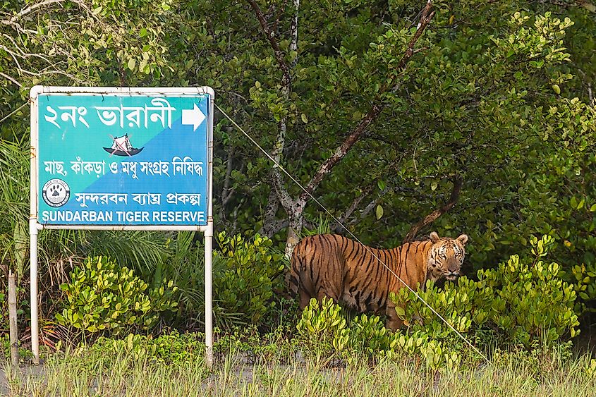 A male Bengal tiger standing at the edge of a mangrove creek in the Sundarbans