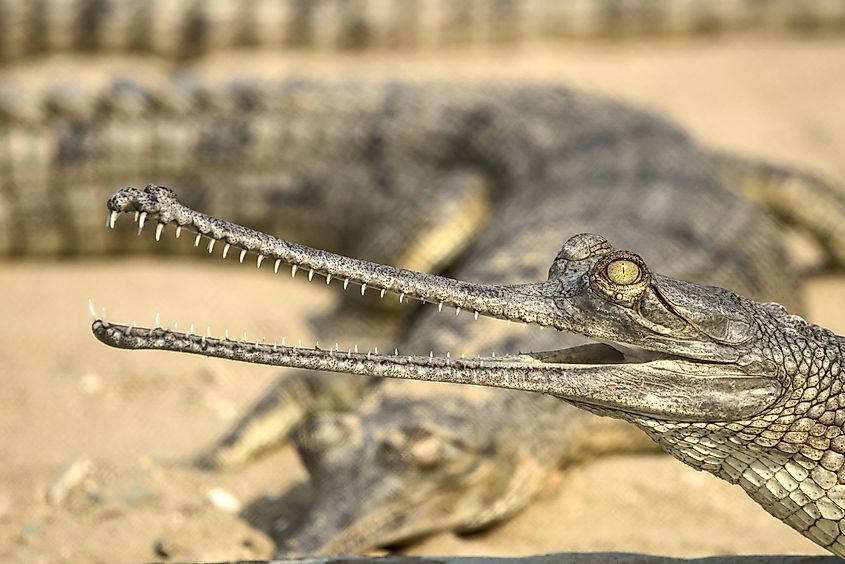 A juvenile Gharial basks in the warm sunlight