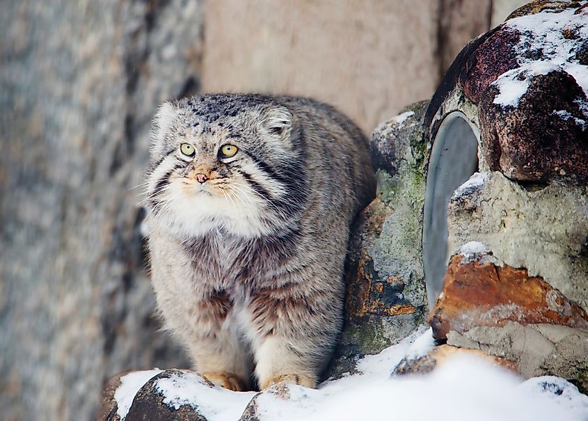 A Pallas's cat (Otocolobus manul)
