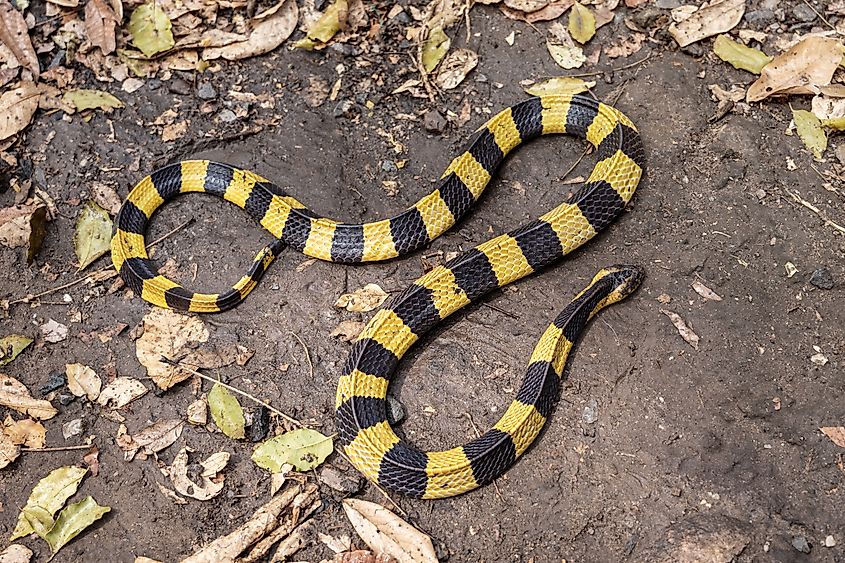 Banded Krait (Bungarus fasciatus) on the ground with dry leaves after the rain.