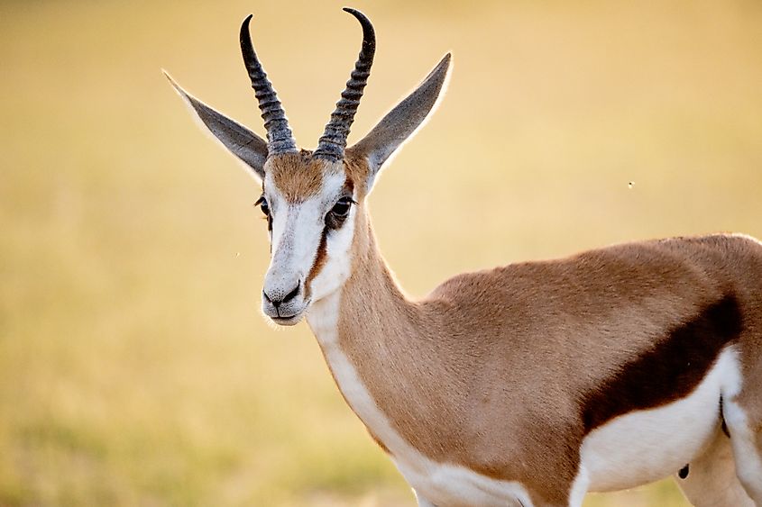 A springbok (Antidorcas marsupialis)