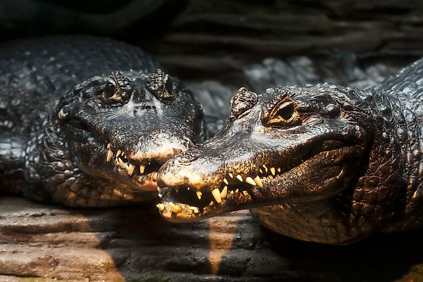 Black caimans showing their teeth.