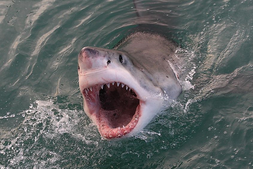 A great white shark near the ocean surface.