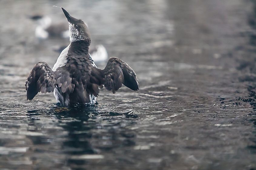 A marbled murrelet (Brachyramphus marmoratus)