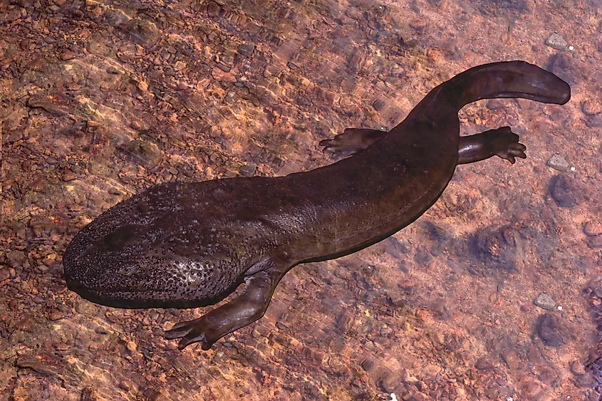 A Japanese giant salamander (Andrias japonicus)