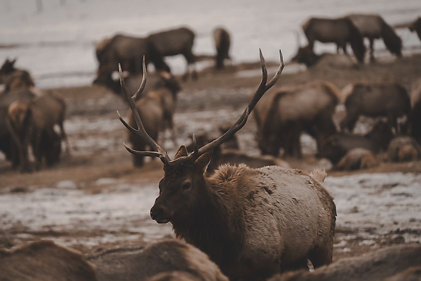 A herd of elk