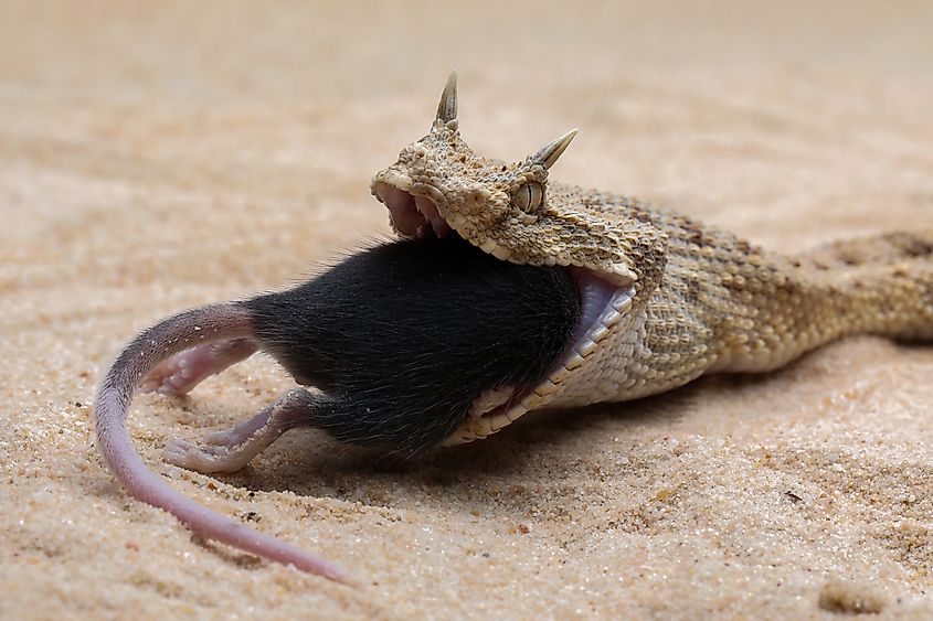 A Saharan horned viper swallowing its prey