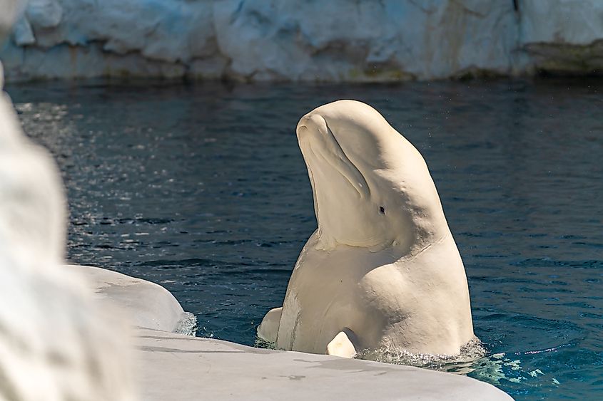 Close-up of a beluga whale at SeaWorld San Diego.