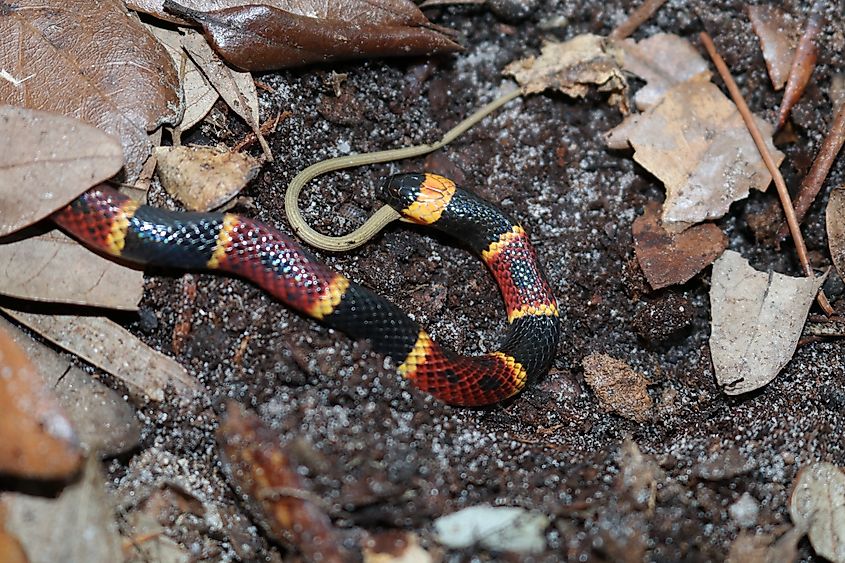 Coral Snake eating Ribbon Snake (Micrurus fulvius) Credit: Andrew Jeffries via Shutterstock