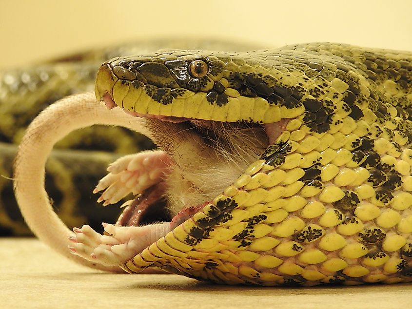 Yellow Anaconda Eating A Rat
