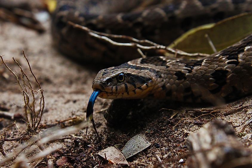 A rhombic night adder (Causus rhombeatus)