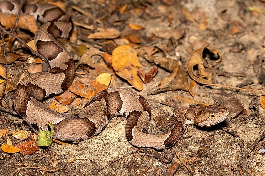 An eastern copperhead among fallen leaves.