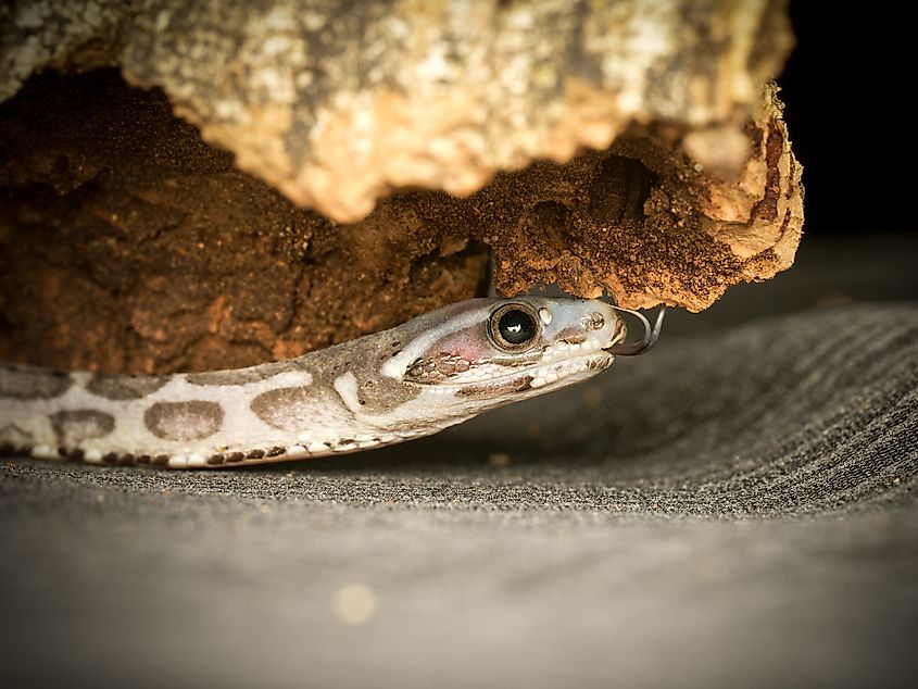 A corn snake (Pantherophis guttatus)
