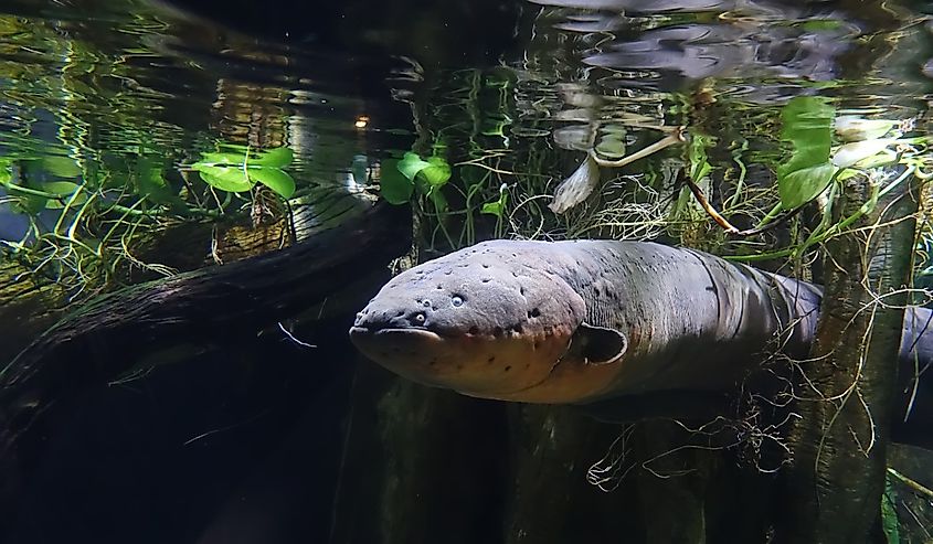 The electric eel in an aquarium.